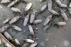 Coelopidae