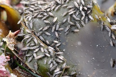 Coelopidae