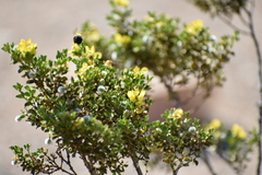 Centris caesalpiniae