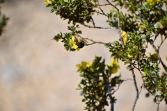 Centris caesalpiniae