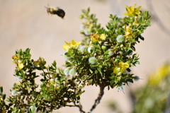 Centris caesalpiniae