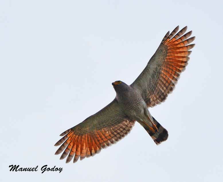 Guratiporne - GavilÃ¡n Pollero (Rupornis magnirostris) Â· NaturaLista Colombia