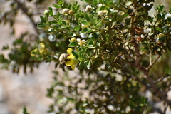 Centris caesalpiniae