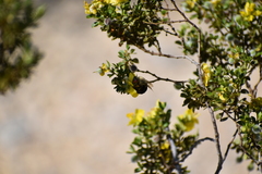 Centris caesalpiniae