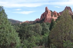 Juniperus scopulorum