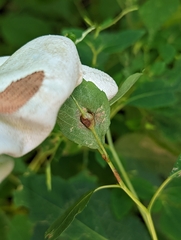 Neolasioptera impatientifolia