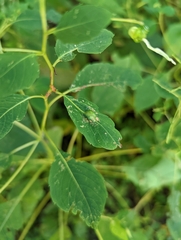 Neolasioptera impatientifolia