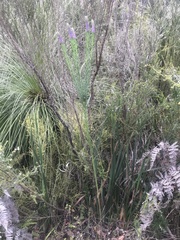 Comesperma