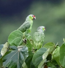 Amazona autumnalis