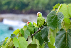 Amazona autumnalis