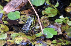 Lithobates septentrionalis