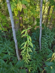 Lilium michiganense