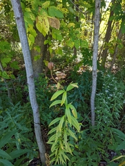 Lilium michiganense