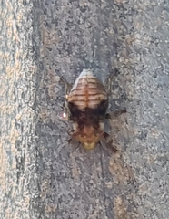 Bathyllus albicinctus
