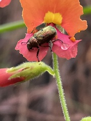 Diphucephala
