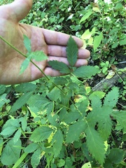 Agrimonia gryposepala