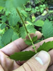 Agrimonia gryposepala