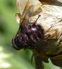 Rutilia