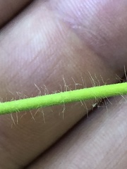 Agrimonia gryposepala