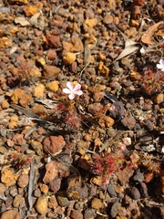Drosera scorpioides