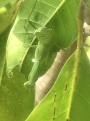 Hierodula patellifera