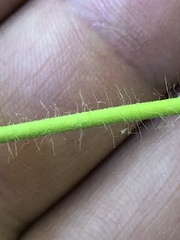 Agrimonia gryposepala