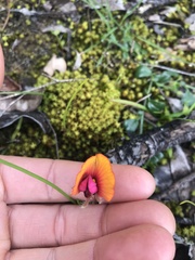 Isotropis cuneifolia