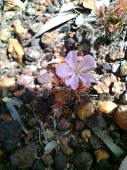 Drosera scorpioides