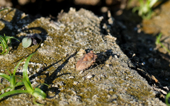 Gelastocoris oculatus