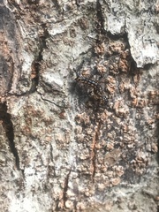 Helicorthomorpha holstii