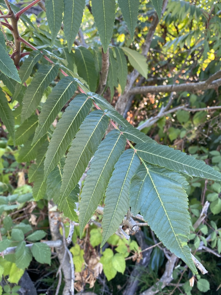 staghorn sumac from Nanaimo, British Columbia, Canada on October 1