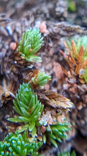Image of Selaginella utahensis by (c) Darrin Gobble, some rights reserved (CC BY)
