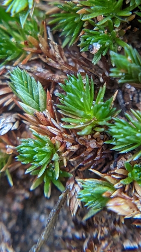 Image of Selaginella utahensis by (c) Darrin Gobble, some rights reserved (CC BY)