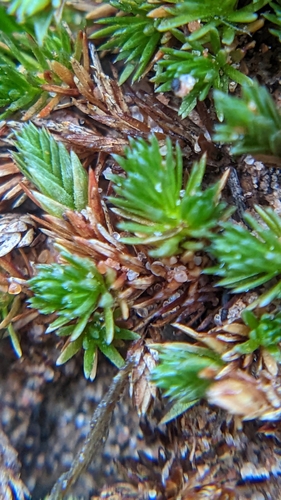 Image of Selaginella utahensis by (c) Darrin Gobble, some rights reserved (CC BY)