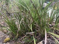 Lomandra ordii