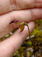 Caleana nigrita