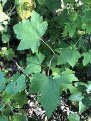 Ribes americanum