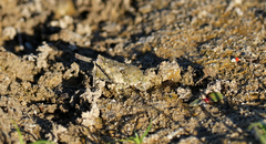 Paratettix mexicanus