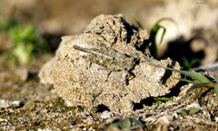 Paratettix mexicanus