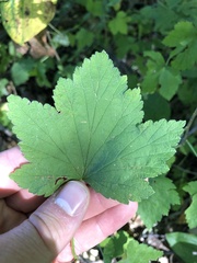 Ribes americanum