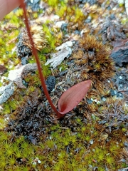 Caleana nigrita