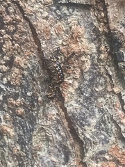 Helicorthomorpha holstii