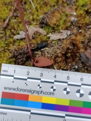 Caleana nigrita