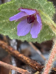 Tremandra stelligera