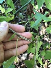 Ribes americanum
