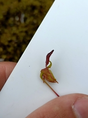 Caleana nigrita