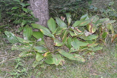 Clintonia borealis