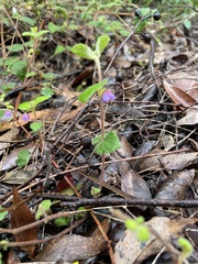 Tremandra stelligera