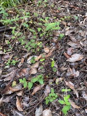 Tremandra stelligera