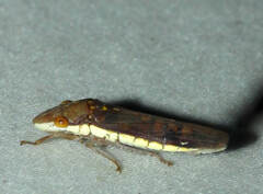 Dichrophleps nielsoni